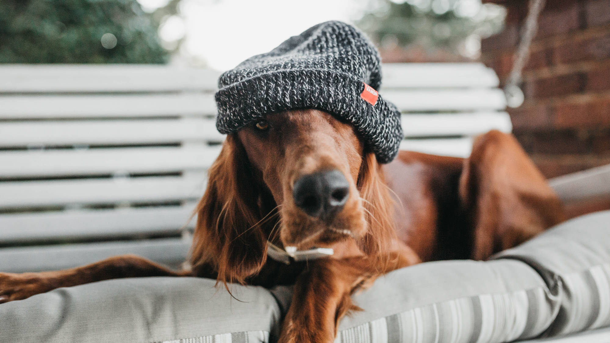 Brand Personality for Your Dog Breeding Business